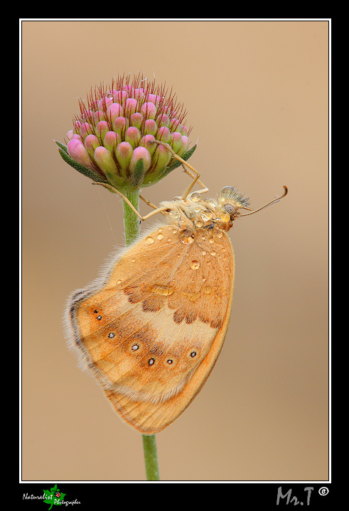 Coenonympha pamphilus? confermate?